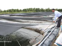 Vietnam's tilapia exports maintain strong growth