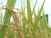 One-million-hectare rice plan enters new phase