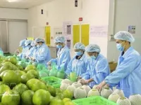 Turkish cooperatives open sourcing channel for Vietnamese businesses