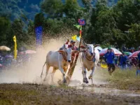 Ro Pagoda Ox racing festival bursts with excitement