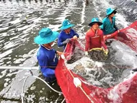 Agricultural sector targets 18 billion USD in Q4 exports