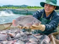 Tilapia export value to Brazil surge more than 222-fold in eight months