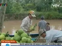 Bưởi Năm Roi Mỹ Hòa trước nguy cơ bị 'mượn tên'