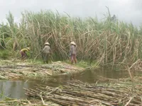 Hậu Giang: Nông dân trồng mía điêu đứng vì lũ