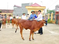 Tết ở bản 'Ngân hàng bò'