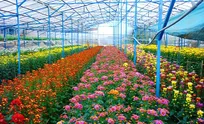 Improving technology to boost Dalat flower industry