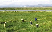 Huế to invest US$52 million in agricultural restructuring