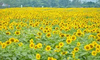 Wild sunflower festival kicks off in Gia Lai