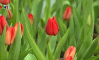 Tulips successfully grown in Phu Yen