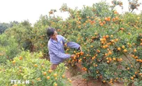 Tet bloom markets: rising demand, stable prices