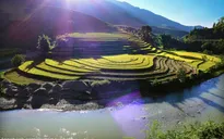 Mù Cang Chải rực vàng giữa mùa thu