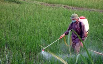 Lạm dụng thuốc bảo vệ thực vật, nông dân không có lãi