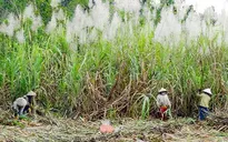 Nông dân lao đao vì mía trổ cờ hàng loạt