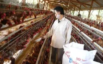 Liên kết sản xuất và tiêu thụ sản phẩm gia cầm: Nhu cầu cấp thiết