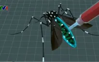 Brazil: Thả muỗi kháng virus để chống sốt xuất huyết