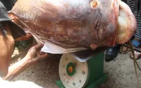 Cá hô - Động vật nằm trong sách đỏ có nguy cơ tuyệt chủng