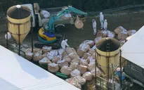 Nhật Bản xác nhận thêm ổ nhiễm cúm gia cầm mới