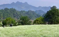 Mộc Châu mơ màng trong mùa cải trắng