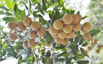Nhãn Tam Hiệp được xuất khẩu sang Mỹ