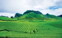 Xanh mướt Mộc Châu