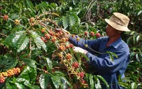 Lâm Đồng cho vay bù đắp vốn tái canh cây cà phê