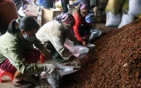 Năng suất hoa hồi Lạng Sơn trồi sụt thất thường