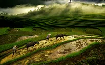Triển lãm ảnh Di sản Việt Nam 2014: Phác họa vẻ đẹp cuộc sống