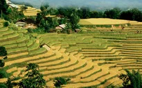Mùa lúa dát vàng ở Hoàng Su Phì