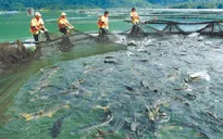 Nghề nuôi cá nước lạnh gặp khó