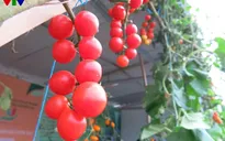 Nông sản Việt được tôn vinh trong Hội chợ Nông nghiệp quốc tế 2015