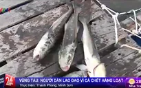 Vũng Tàu: Người dân lao đao vì cá chết hàng loạt