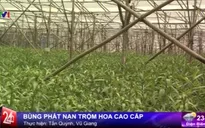 Bùng phát nạn trộm cắp hoa cao cấp ở Đà Lạt