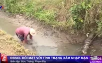 ĐBSCL đối mặt với tình trạng xâm nhập mặn