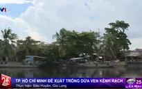 Nên hay không trồng dừa ven kênh rạch tại TP.HCM?