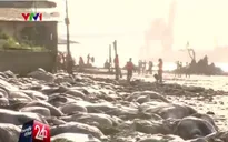 Kinh hoàng hàng nghìn xác bò trôi dạt vào bờ biển Brazil