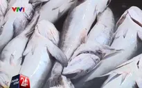 Ngư dân ‘lên bờ xuống ruộng’ vì nước ô nhiễm