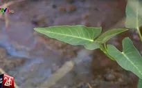 Không phát hiện chì trong rau muống tại TP.HCM