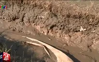 ĐBSCL “khát” lũ và những hậu quả khôn lường