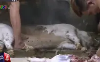 Lò mổ gia súc ô nhiễm "tra tấn" người dân Khánh Hòa