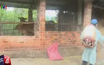 Dịch lở mồm long móng bùng phát tại Hà Tĩnh