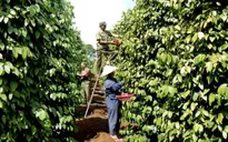 Hồ tiêu Việt Nam đang chi phối thị trường thế giới