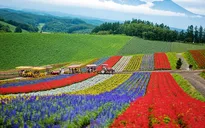Ngất ngây trước vẻ đẹp của 10 cánh đồng hoa trên thế giới
