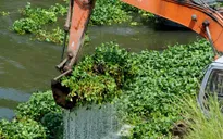 Triển khai vớt và xử lý lục bình trên các kênh rạch​