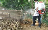 Sóc Trăng: Tăng cường phòng chống dịch cúm gia cầm