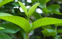 12 thực phẩm chữa đau răng
