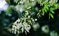 Vẻ đẹp tinh khiết của hoa sưa Hà Nội
