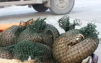 Bắt xe tải chở 7 cá thể tê tê