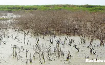 El Nino có khả năng gây hạn đến năm 2016
