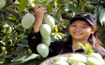 Xoài Đồng Nai được cấp phép vào thị trường Nhật Bản