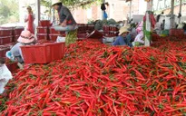 Quảng Ngãi: Giá ớt cao chưa từng thấy, lãi 32 triệu/sào
